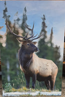 Banovich Elk Stag